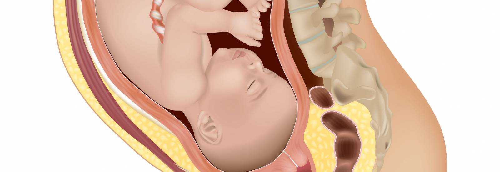 iStock-1456768652 baby in womb.jpg